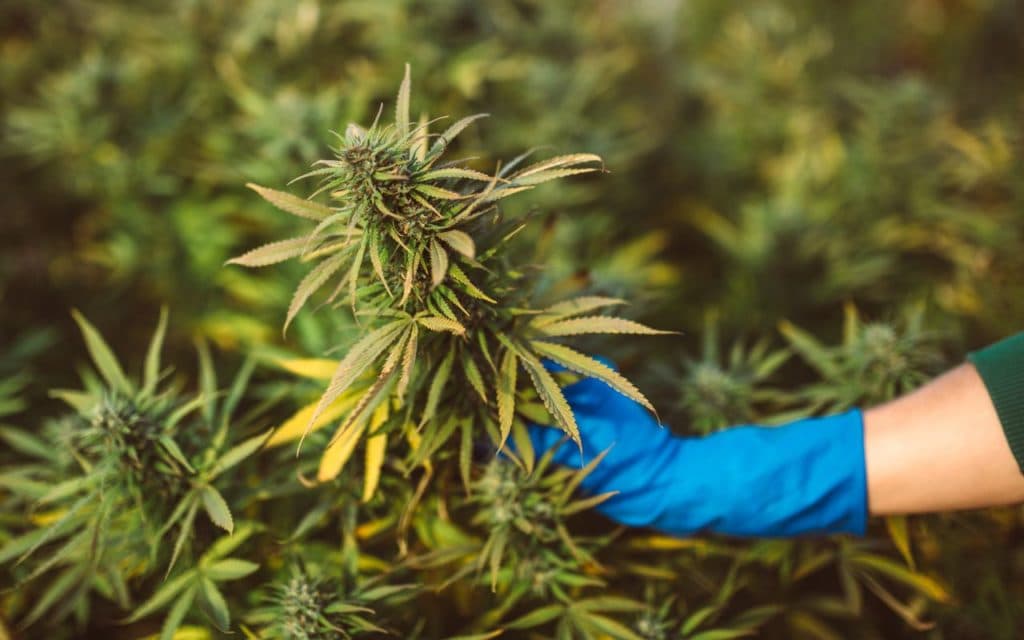 Cannapot und Weed: Innovationen und Tradition im Fokus