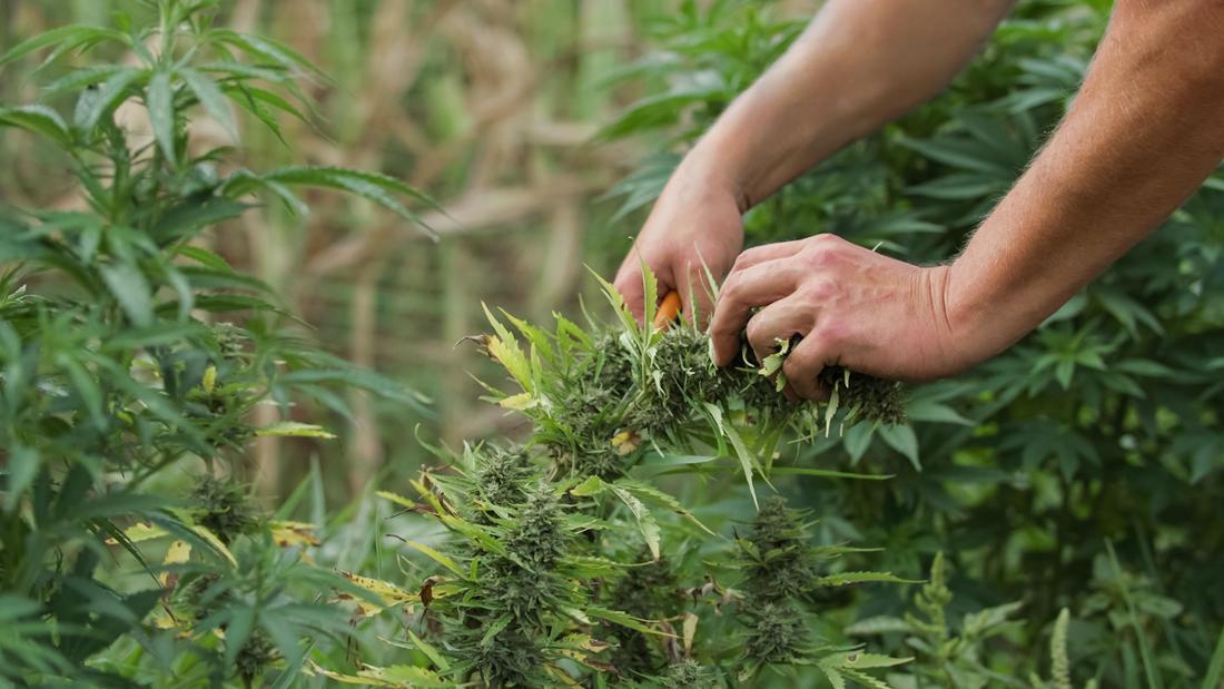 Die Rolle von Cannabinoiden bei den Effekten von Cannabis Samen