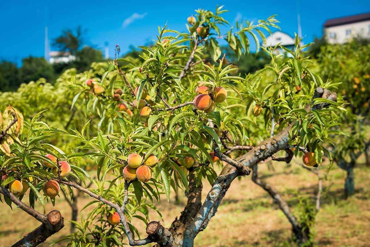 Wo kann man hochwertige Obstbäume Hochstamm kaufen? Die besten Quellen im Überblick