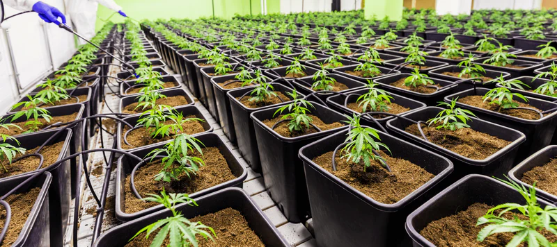 Der Beitrag von Cannabis Samen zur kulturellen Identität