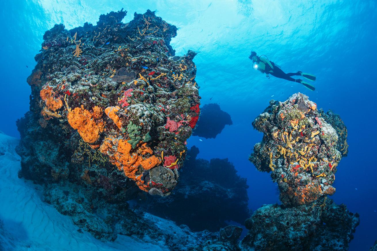 Dive Center Mexiko: Mystische Cenoten – Tauchen im Herzen Yucatáns